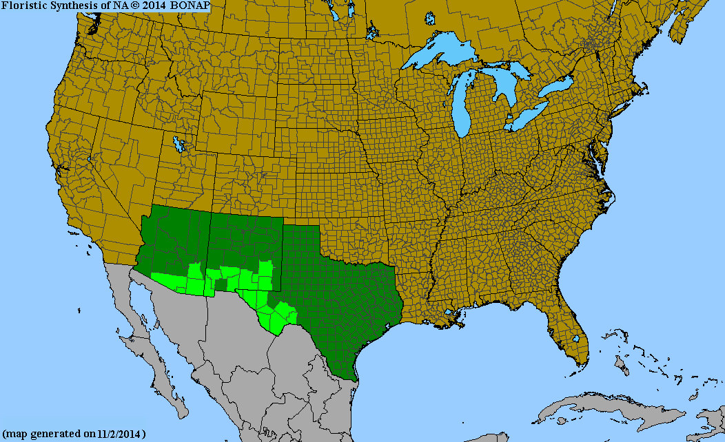 County distribution map of Xanthisma spinulosum var. chihuahuanum - Lacy Sleepy Daisy